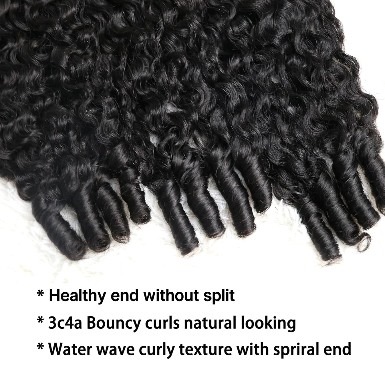 High Society Burmese Curly